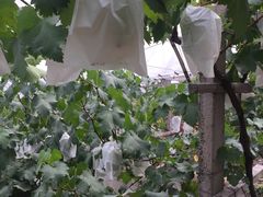 -马陆小张葡萄园农家乐