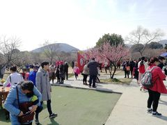 -香雪海