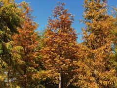 -春花秋色城市公园