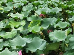 -昆山城市生态森林公园