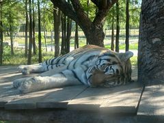 -上海野生动物园老虎餐厅