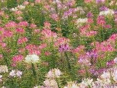 -黄山鲁森林公园