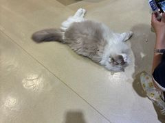 -藏猫猫咖啡主题馆(中央大道店)