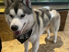 -Husky Go! 哈士奇体验馆·宠物咖啡厅狗咖