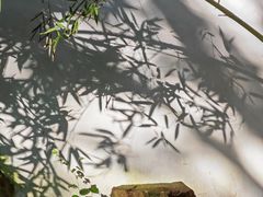 -秋霞圃