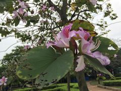 -南国桃园旅游度假区