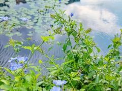 -荔枝公园(福田区)