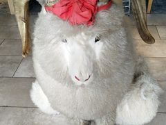 -羊肉街口老银川滩羊涮肉馆