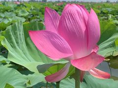 -洪湖生态旅游区