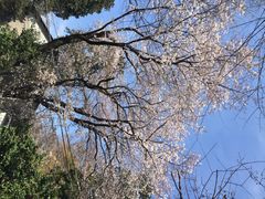 井の頭恩賜公園-井之头恩赐公园