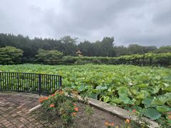 -嘉定紫藤园