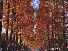 -黄海国家森林公园