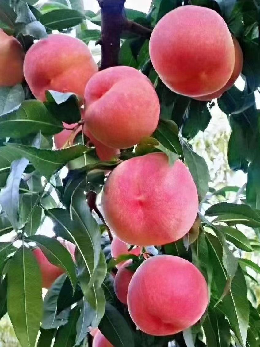 平谷大桃味道好