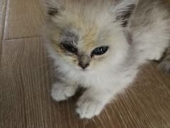 -宠爱国际动物医院· 猫科· 外科·中兽医(长白店)