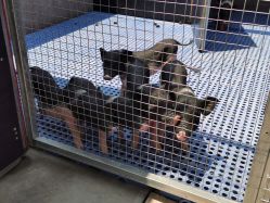 -萌宠亲子动物乐园(槐房万达店)