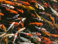 -龙悦湾酒家·八阵鱼生·渔人码头店