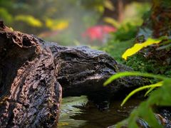 -Chom Cafe and Restaurant