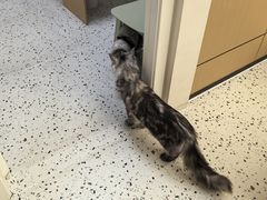 -瑞派康怡24h宠物医院·犬猫医疗中心·微创绝育(瑞景分院)