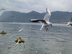 -海埂大坝