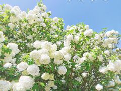 -上海滨江森林公园