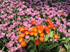 15-上海鲜花港
