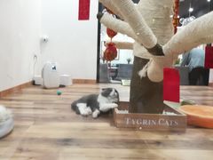 -袖虎·猫馆(体育西路店)