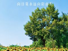 -长白岛森林公园