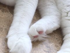 -Catmate·猫肥家润(金润铂宫店)