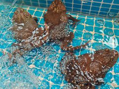 -黑金·寻焰自助百汇(中街店)