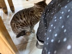 -老米家大雨泡馍