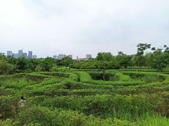 -眉山湿地公园(东坡区)