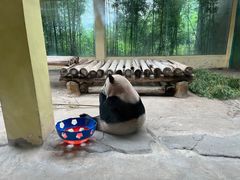 -杭州野生动物世界