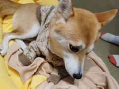 -逗柴咖啡屋·狗咖猫咖宠物桌游