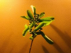 -青岛海尔洲际酒店