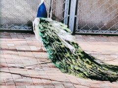 -长白岛森林公园