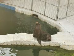 -秦皇岛乐岛海洋王国