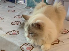 -猫咪派对(江南西店)