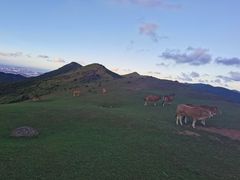 -大姆山草场