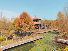 -五缘湾湿地公园