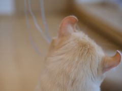 -猫腻·猫咖·撸猫馆(星光大道店)