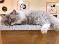 -滚猫咖啡·猫咖·猫友好撸猫(未来城店)