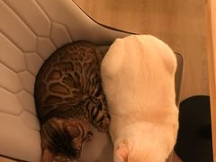 -猫腻·猫咖·撸猫馆(星光大道店)
