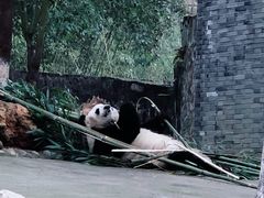 -都江堰中华大熊猫苑