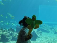 -涛·海底餐厅·美人鱼·自助餐·海底隧道(三亚海棠湾洲际度假酒店)