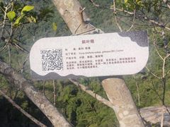 -海南霸王岭国家森林公园