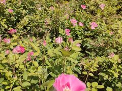 -汉长安城未央宫国家考古遗址公园