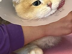 -北京观赏动物医院·24小时大型综合·猫专科·异宠专科