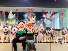 -Husky Go! 哈士奇体验馆·宠物咖啡厅狗咖