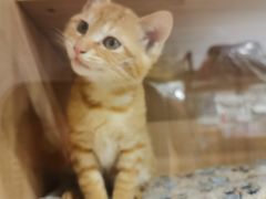 -汪喵宠物医院·骨科心脏影像·犬猫急重症ICU诊疗中心(成华分院)