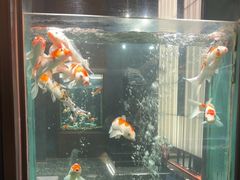 -浩运·海鲜青岛菜·海胆水饺(石老人店)